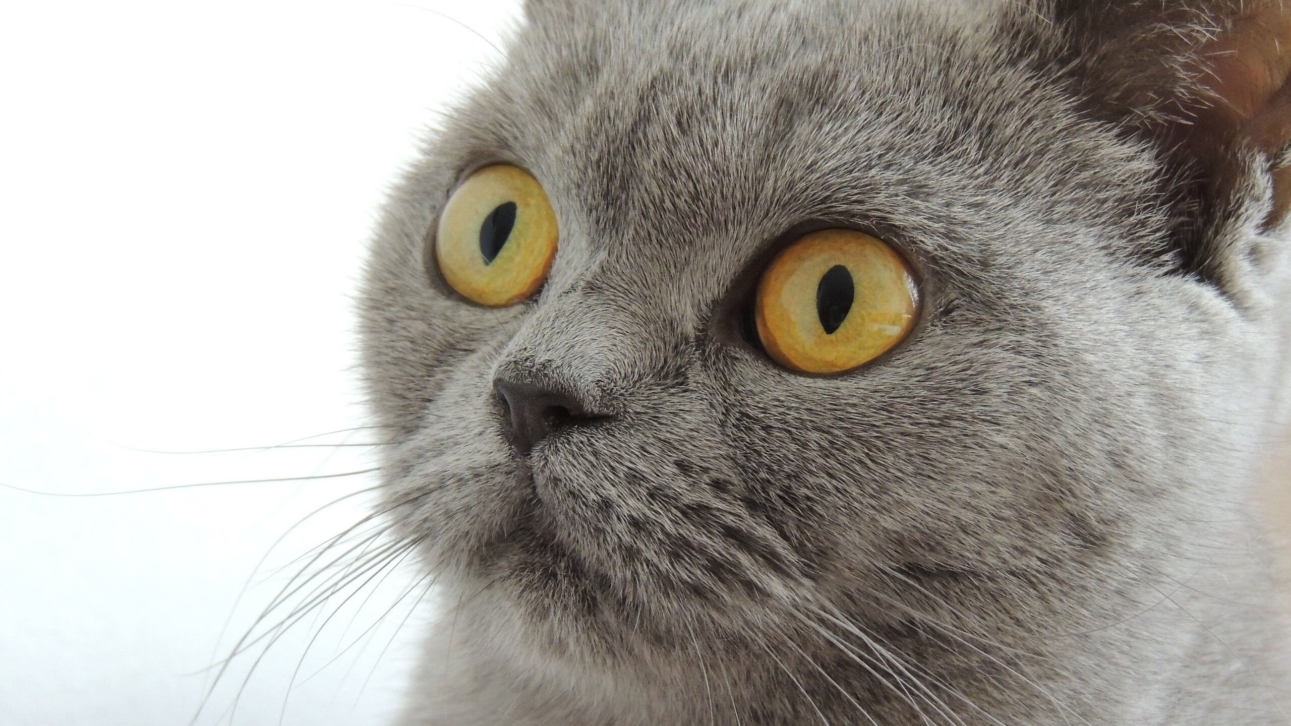 KAIYUN 中国大陆-城市水域划艇赛，即时畅快的水上运动体验，划艇b组决赛