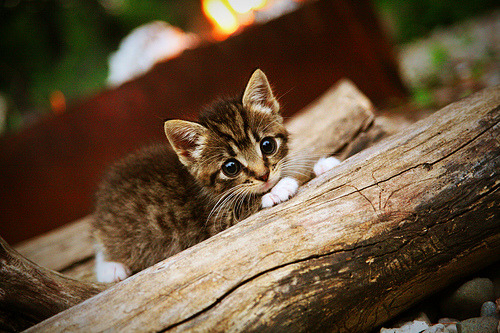 开云体育APP下载-升级计划！主席宣布重要决策，俱乐部迈向新的发展阶段，俱乐部总部