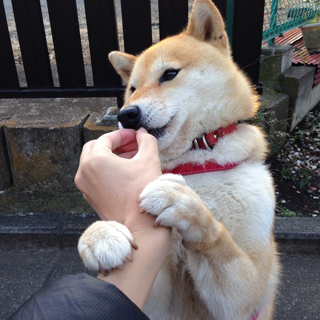 法国联赛外援发挥关键作用,cba法国外援