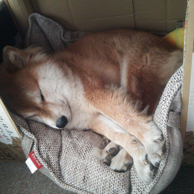 热刺主场大胜富勒姆,状态回暖,热刺对富勒姆视频直播