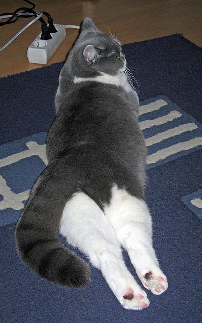 阿尔阿赫利签约新医疗团队,提升球员健康管理,阿尔阿赫利亚冠