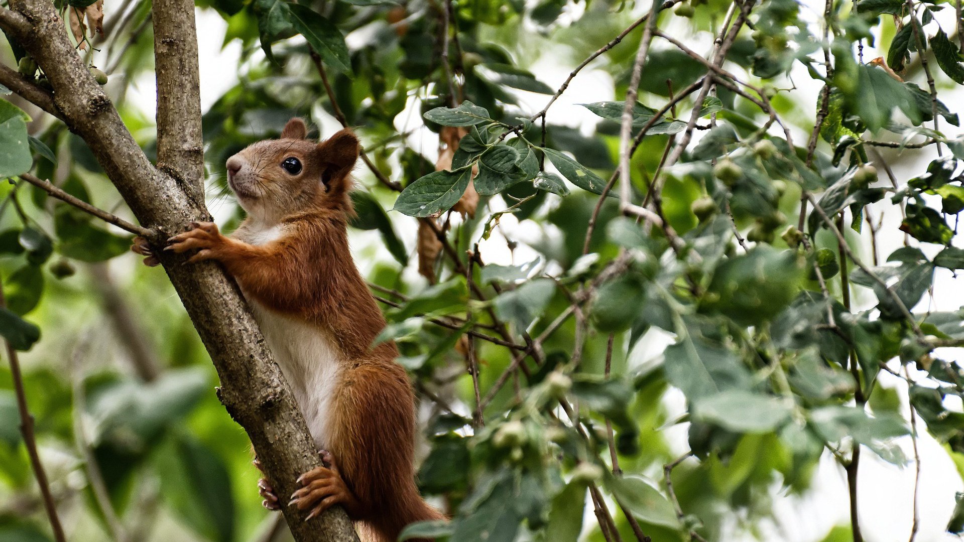 三人篮球世界杯抽签结果公布 中国队签运一般,3人篮球世锦赛