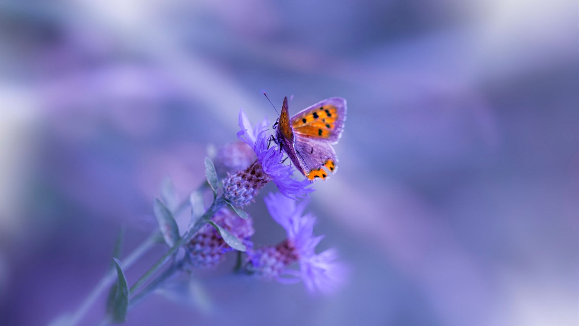 中国男篮球员展现良好职业态度 训练全情投入,中国男篮训练情况