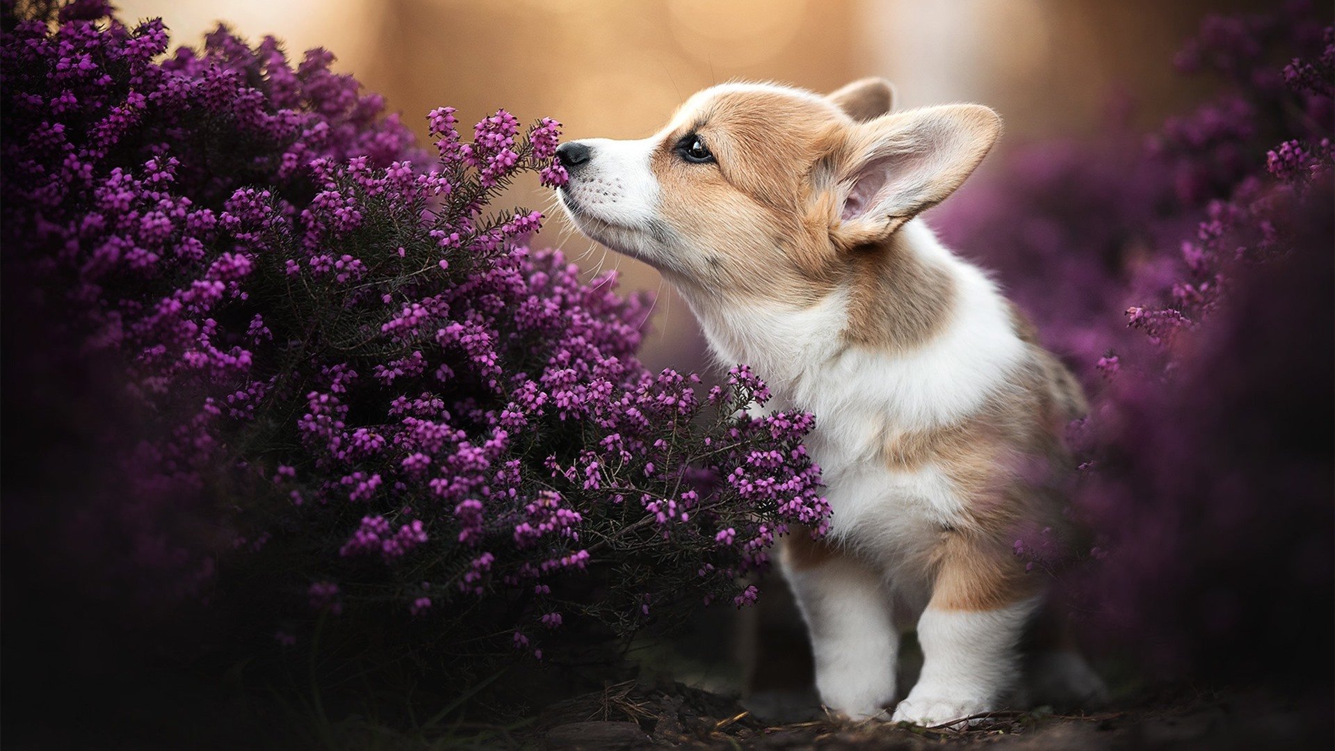 运动康复科普讲座走进社区和学校,运动康复科普讲座走进社区和学校的感受