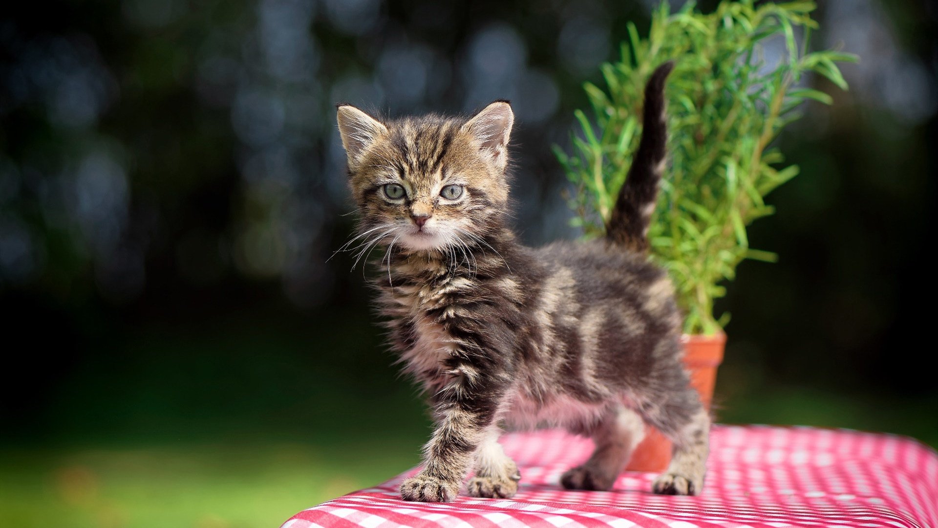 城市三人篮球联赛吸引上百支队伍参与打造街头篮球氛围,三人篮球赛场地规则