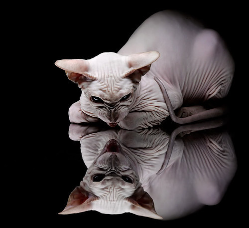 巴西队在南美预赛期间表现抢眼，占据榜首